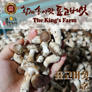 (못난이 상품) 황제송이맛표고버섯 순 1.2kg